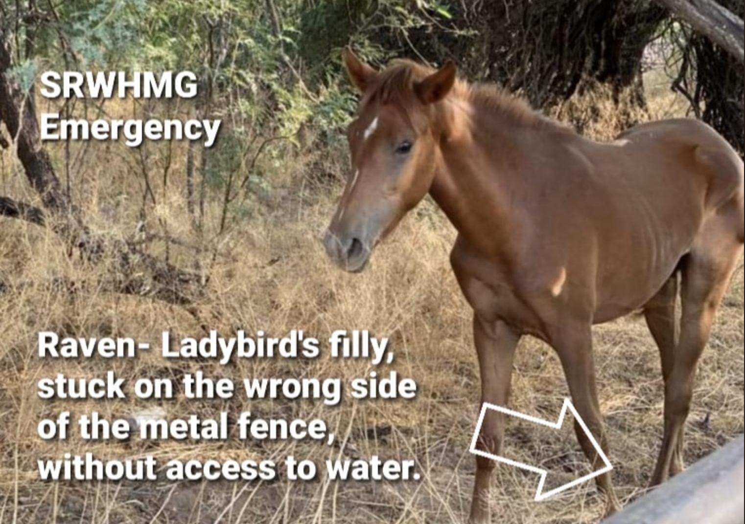 We received a call on our hotline about a horse on the wrong side of the metal fence, yesterday afternoon.