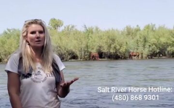 Watching Raven in the river, with an explanation of how her life was saved..
