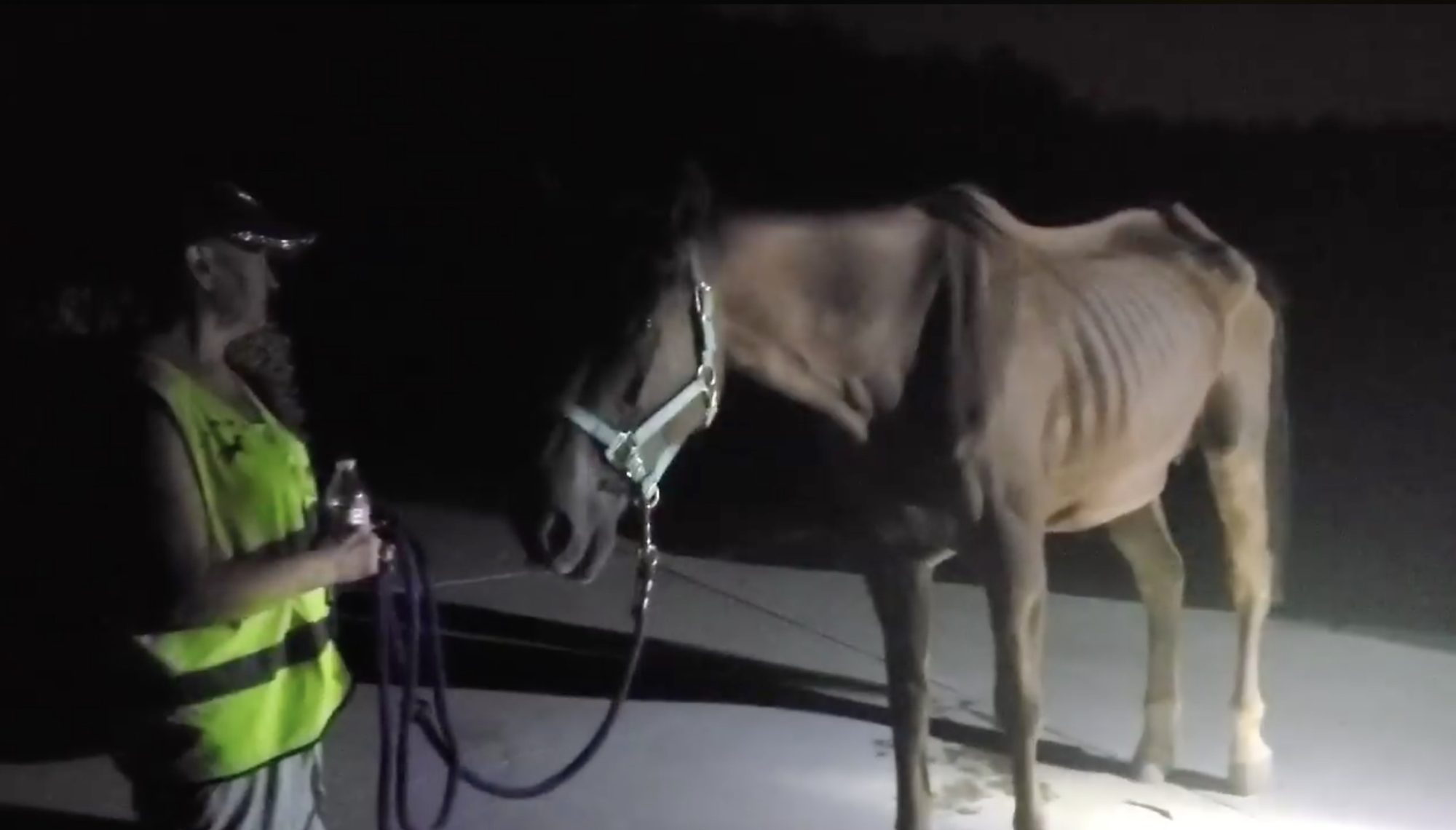 We were hoping for a quiet Friday night, but our road patrol discovered a domestic horse in the forest.