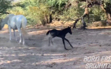 💕Special black foal born in the Salt River Herd💕