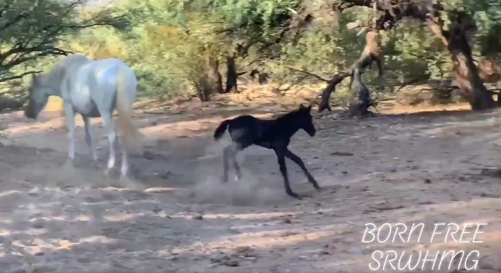 💕Special black foal born in the Salt River Herd💕