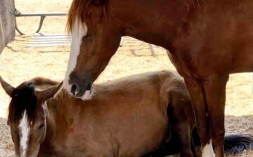 Aww, what a big baby!