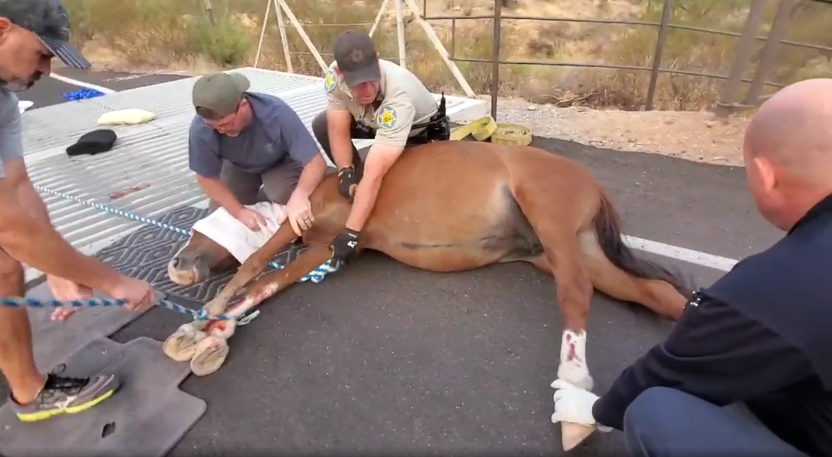 Awful! Another wild horse in a cattleguard!
