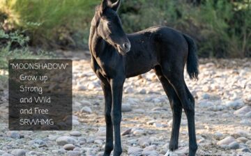 Welcome to the herd, Moonshadow!