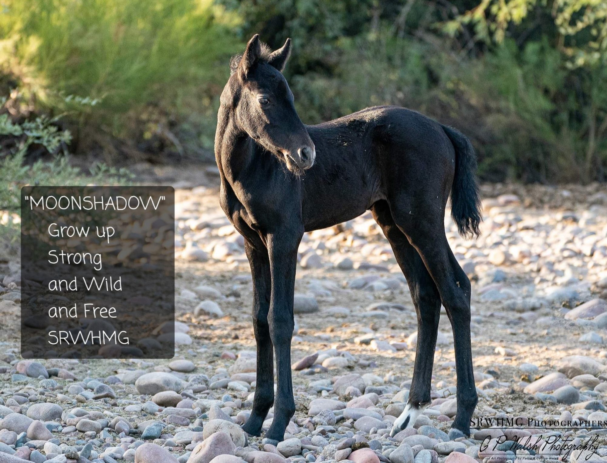 Welcome to the herd, Moonshadow!