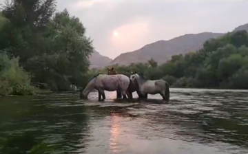 Sunset dining with the Salt River Wild Horses!