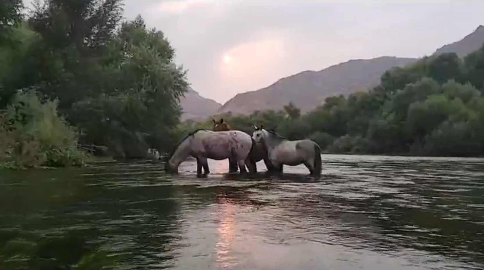 Sunset dining with the Salt River Wild Horses!