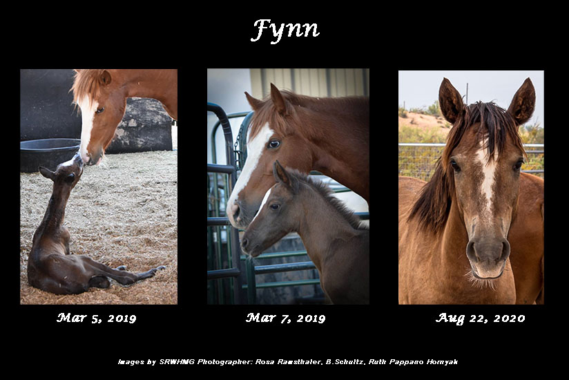 sponsor fynn salt river wild horse management group