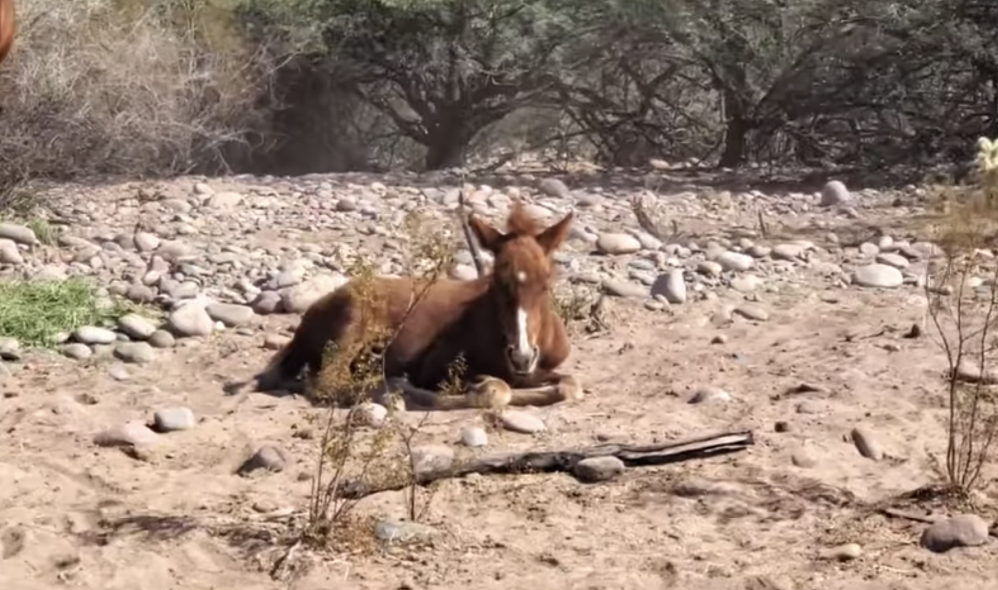 All wild horses have their stories.