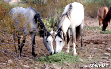 Foal spotlight!