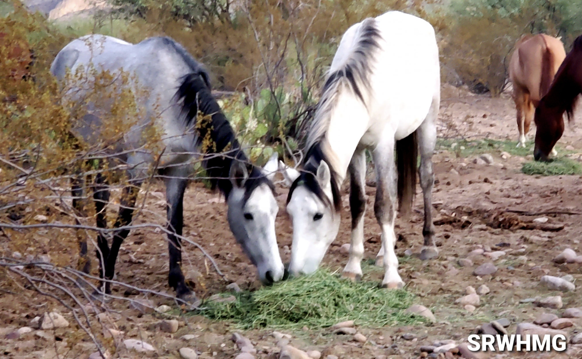 Foal spotlight!