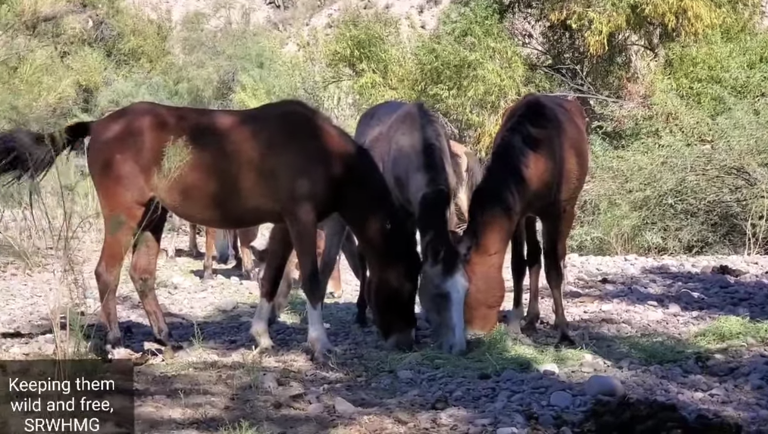 Here is a feed station update on a monitored band of Salt River wild horses.