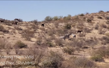 Usually in the mornings you can see many horses roaming the hills.