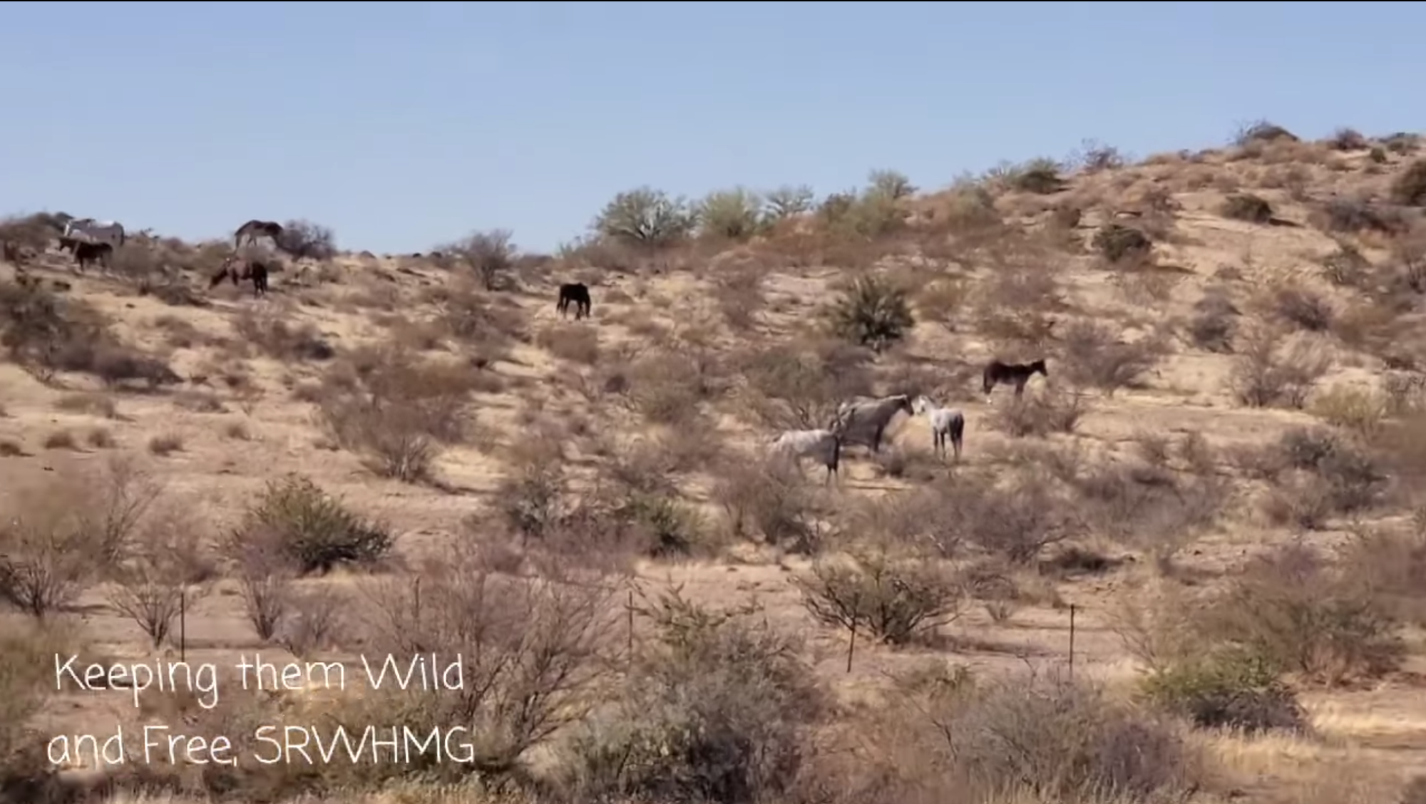 Usually in the mornings you can see many horses roaming the hills.