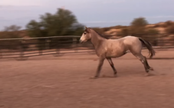 This link will take you to a fun video on our Wild Rescues page!