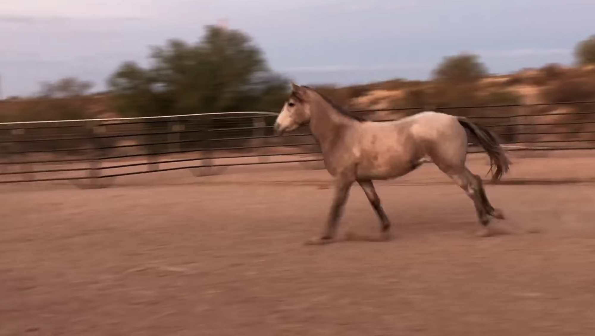 This link will take you to a fun video on our Wild Rescues page!