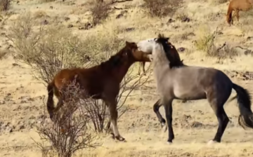 A wonderful video of two youngsters playing and practicing their sparring skills.