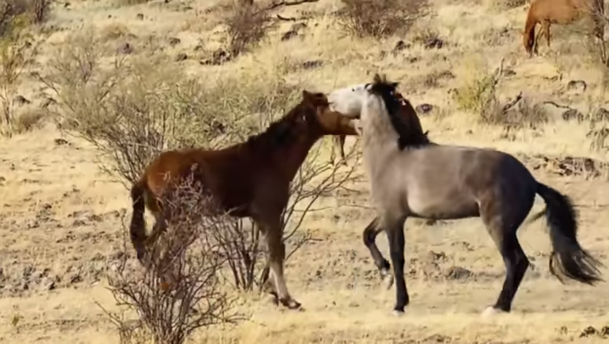 A wonderful video of two youngsters playing and practicing their sparring skills.
