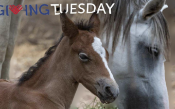 Today is giving Tuesday, a day to make your impact count for the Salt River wild horses.
