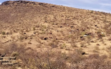 When ten different bands decide to hang out together, you get a mountain in the Tonto National Forest, beautifully decorated with every color Salt River wild horse.
