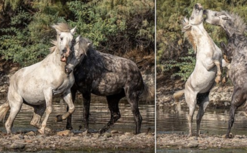 Here is a great article and awesome pictures in a very popular UK newspaper, the Daily Mail