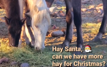Hay Santa! (Christmas fundraiser)