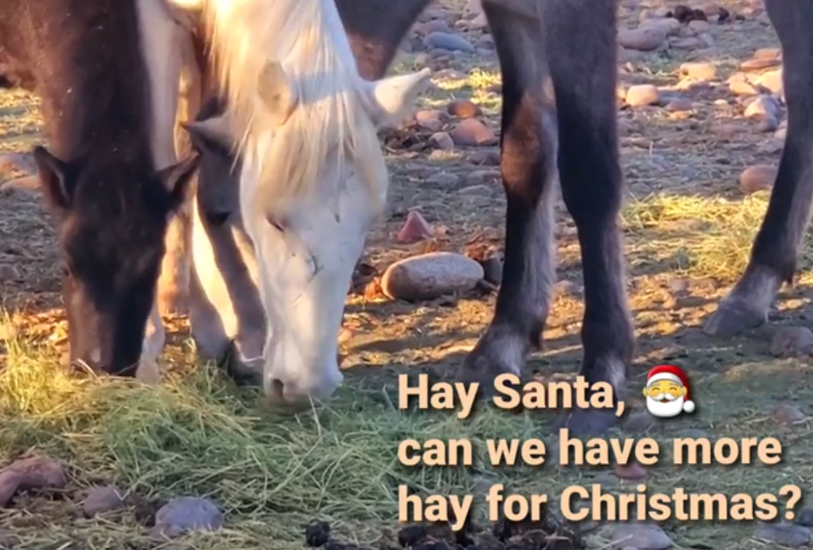 Hay Santa! (Christmas fundraiser)