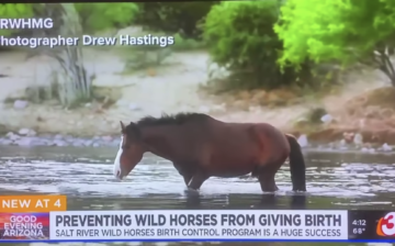 It is our goal for every horse born on the river to live its life happily.