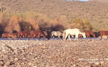 Champ’s band and Gizmo’s band are crossing the river together.