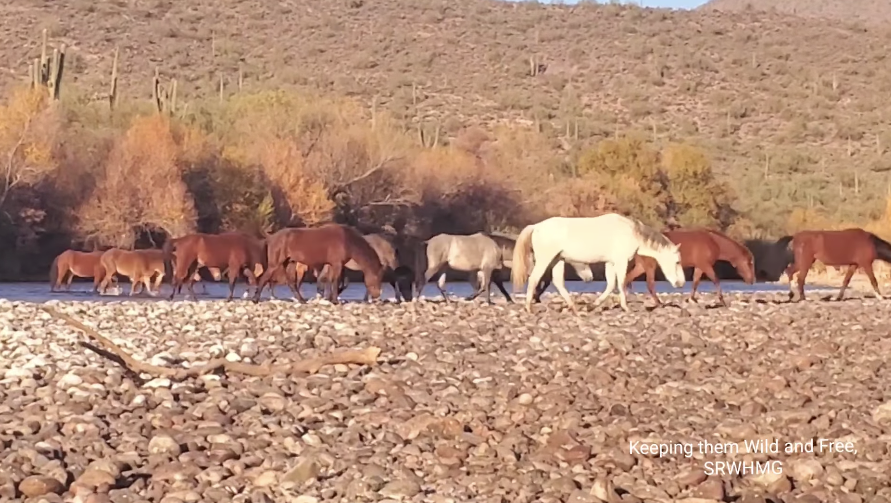 Champ’s band and Gizmo’s band are crossing the river together.