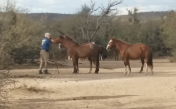 *Can one love wild horses too much?**