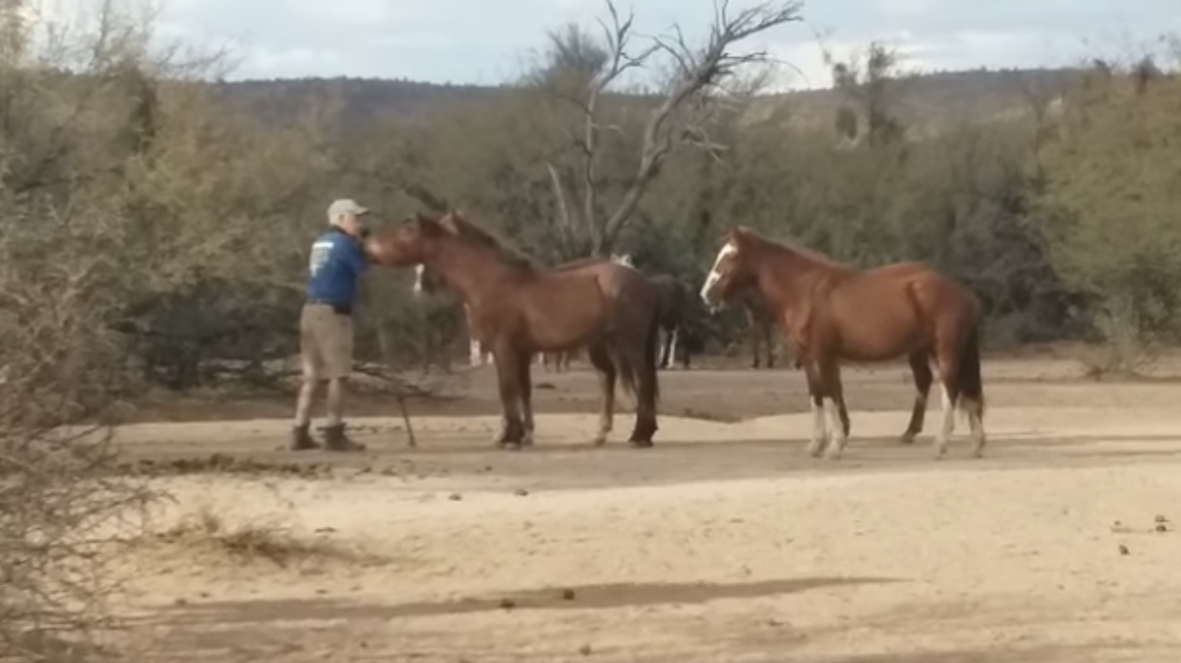 *Can one love wild horses too much?**