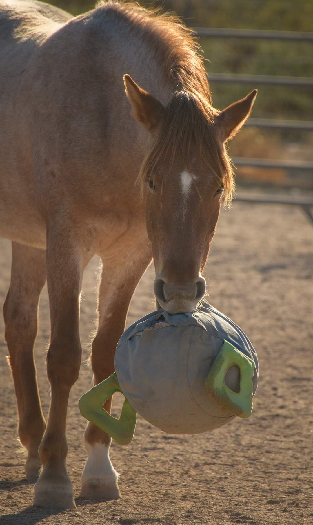 Gift a horse a toy!