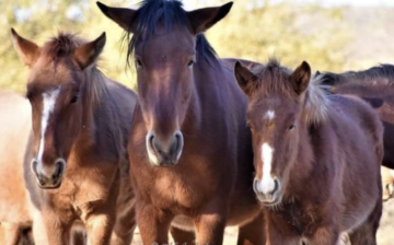 A Story of Humane Wild Horse Management