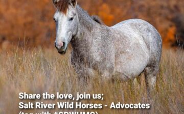 So we got a call about a mule on 4 peaks road…