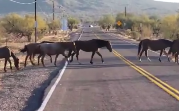Why did the horse cross the road? 🐴🐴🐴
