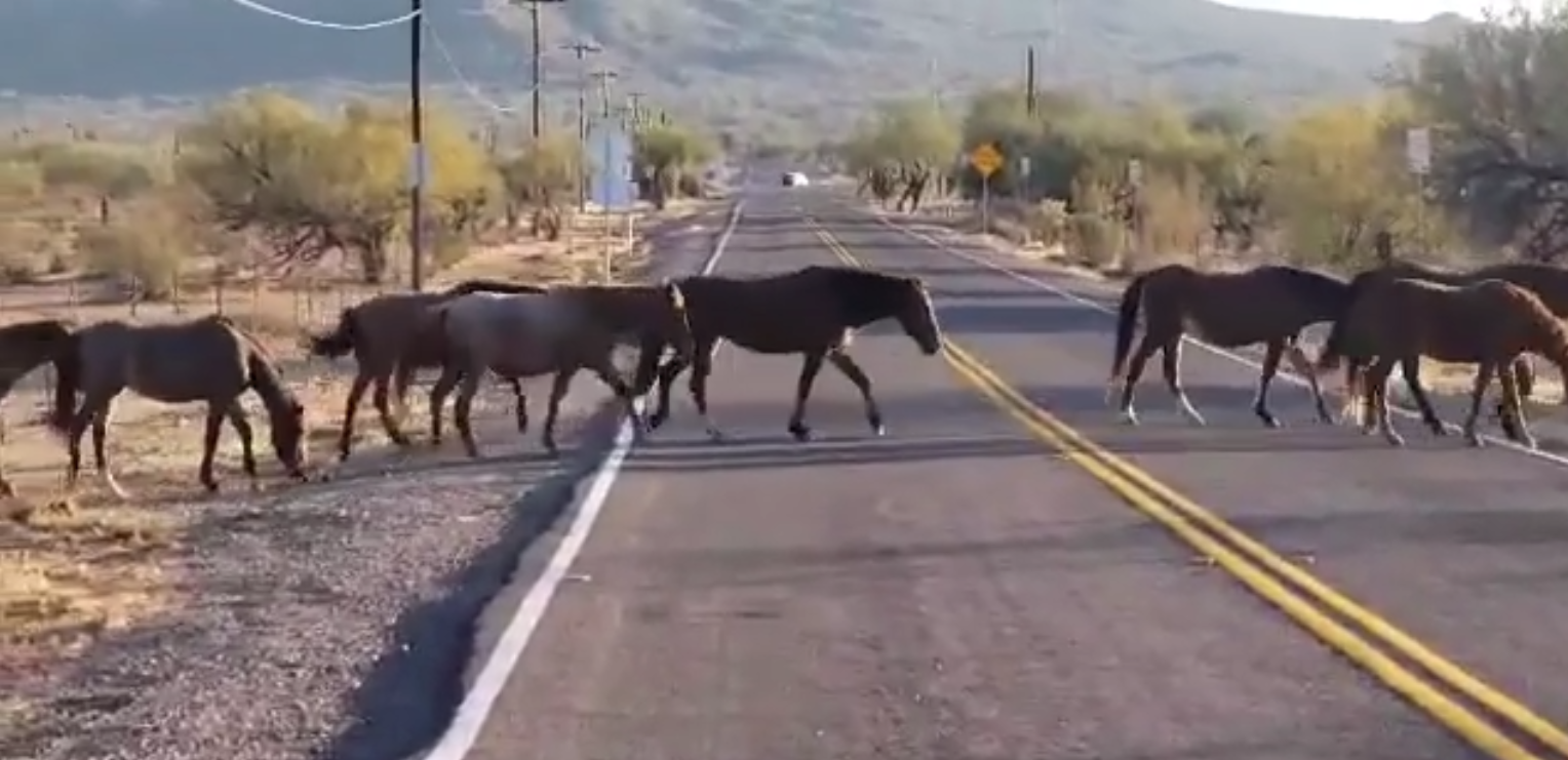 Why did the horse cross the road? 🐴🐴🐴