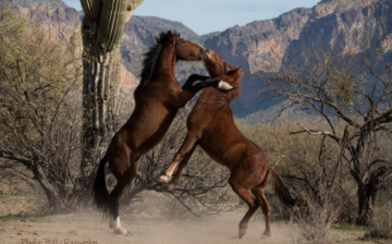 🐴Breeding season🐴