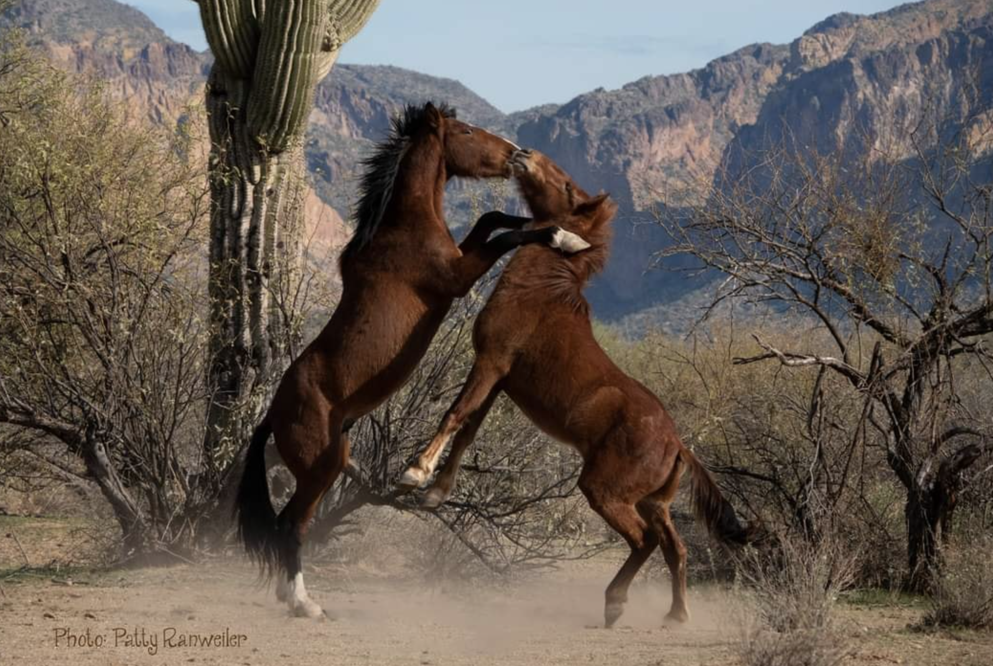 🐴Breeding season🐴