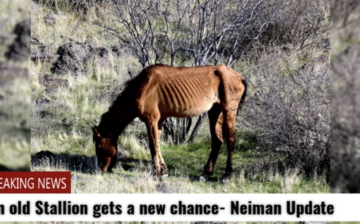 Neiman was a beautiful and compassionate lead stallion