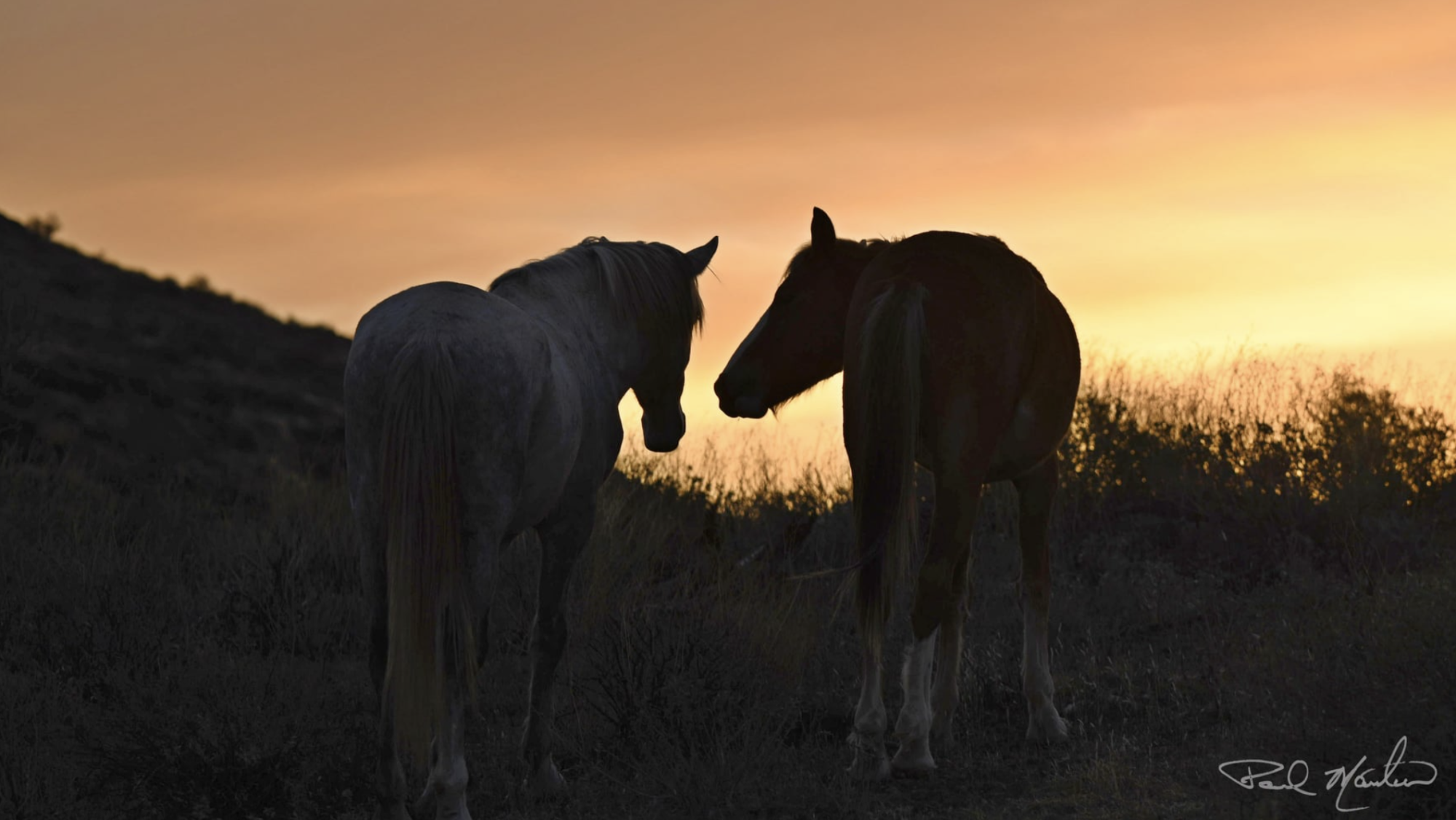 Thank you to all the photographers who share the everyday lives of the Salt River wild horses!