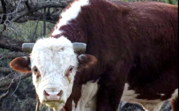 Would it be strange to try and save a Salt River wild Bull?