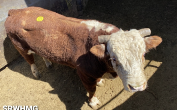 Just because he is a Salt River “wild” bull, we’ve come to care about him.