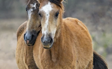 How adorable are these two Lancelot yearlings?