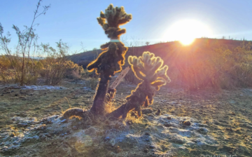 Wow dewy frost this morning in the TNF, not sure if we’ve ever seen that.
