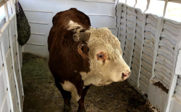 Mr Moneybags, aka Prime Rib, now Salty is on his way