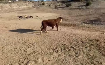 …and there he goes..to find wild horse friends and to find his happily ever after.