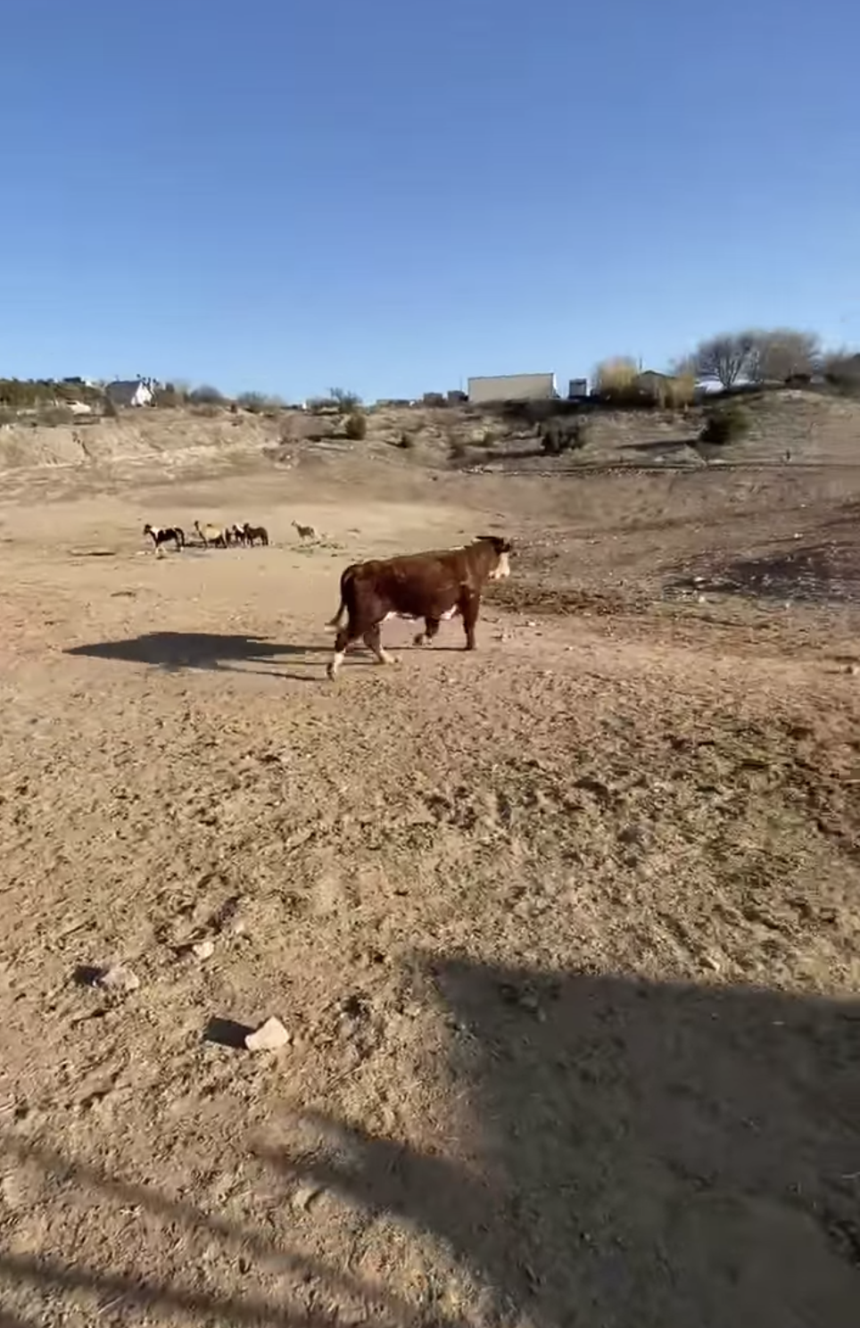 …and there he goes..to find wild horse friends and to find his happily ever after.