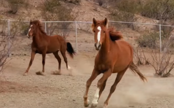 If you’re happy and you know it, kick up your heels!