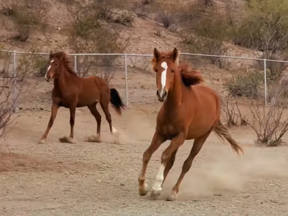 If you’re happy and you know it, kick up your heels!